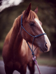 Obraz premium portrait of a horse