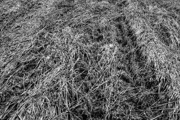 Mown grass, close-up. Summer field background for publication, poster, calendar, post, screensaver, wallpaper, postcard, banner, cover, website. Toned high-quality photo