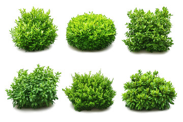 Green bushes, cut out.