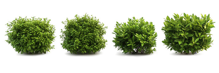 Green bushes, cut out.