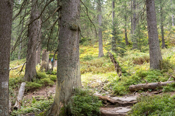  Mountain Trail in Mid-Summer - Hiking Through Beautiful Natural Scenery