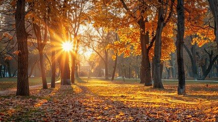 Golden Autumn Sunlight Streaming Through Trees in a Park