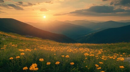 Fototapeta premium A vibrant sunset casts a warm glow over rolling hills, a field of yellow wildflowers in the foreground.