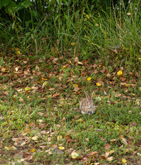 Cottontail Rabbit in Autumn Foliage
