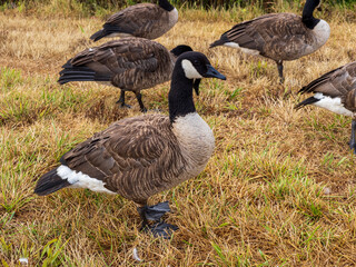 Canada Geese Grazing in a Field