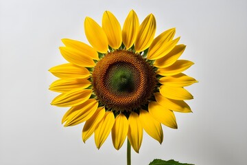 Obraz premium close up of bright yellow sunflower