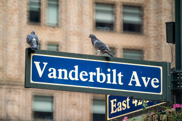 Obraz premium Two pigeons