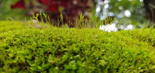 The new grass growing in the natural area