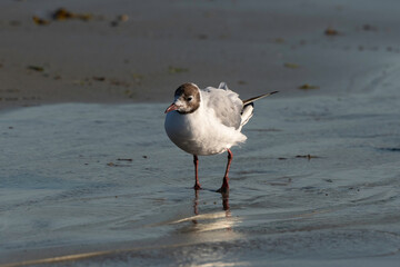 Mouette rieuse,.Chroicocephalus ridibundus, Black headed Gull