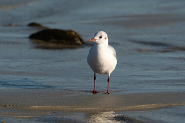Mouette rieuse,.Chroicocephalus ridibundus, Black headed Gull