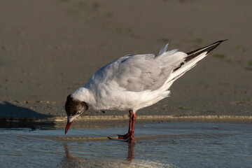 Mouette rieuse,.Chroicocephalus ridibundus, Black headed Gull
