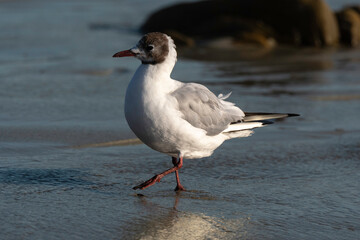 Mouette rieuse,.Chroicocephalus ridibundus, Black headed Gull