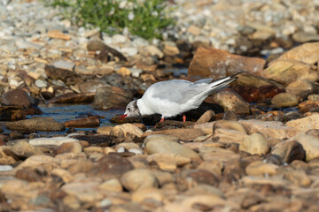 Mouette rieuse,.Chroicocephalus ridibundus, Black headed Gull