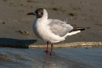 Mouette rieuse,.Chroicocephalus ridibundus, Black headed Gull