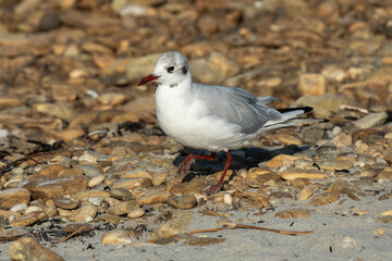 Mouette rieuse,.Chroicocephalus ridibundus, Black headed Gull