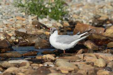 Mouette rieuse,.Chroicocephalus ridibundus, Black headed Gull