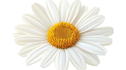 Symmetrical Vector Daisy Clip Art on White Background with Precise Lines and Clean Edges