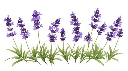 Obraz premium Elegant Vector Lavender Clip Art with Clean Lines on White Background