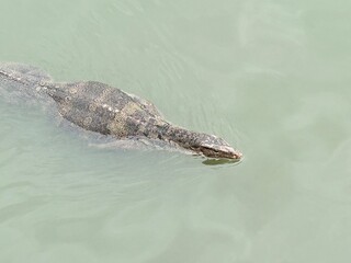 varanus salvator