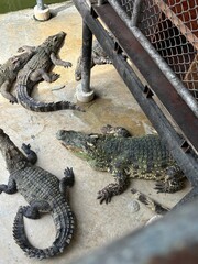 alligator in the swamp