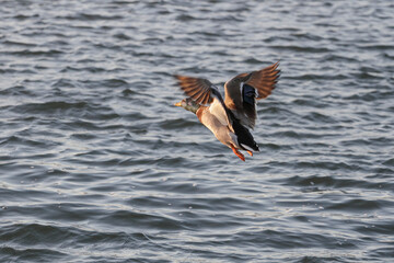 Wild duck flying over water in the early morning