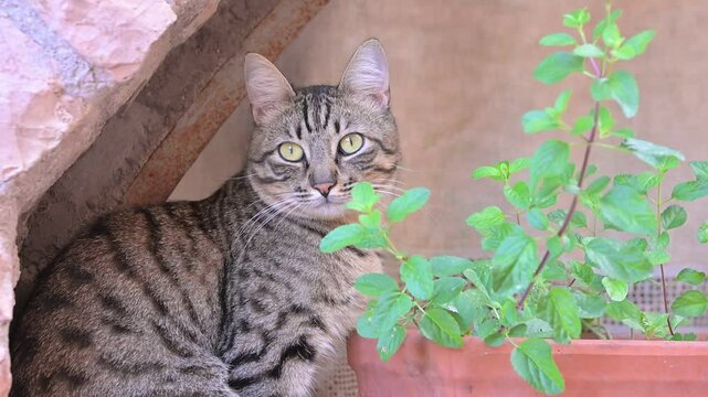 gatto domestico riposa seduto sul davanzale esterno di una finestra