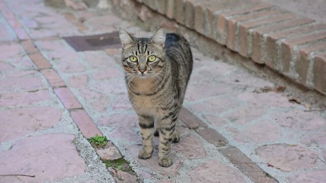 Gatto domestico passeggia annoiato per le strade del paese