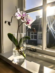 A beautiful orchid in clear glass vase sits on windowsill, bathed in warm sunlight streaming through window, creating serene and peaceful atmosphere
