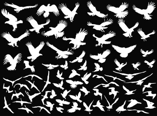 huge set of eagle silhouettes isolated on black