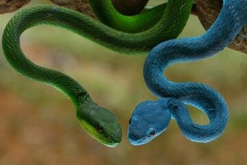 Potrait Blue insularis and Trimeresurus albolabris closeup on branch, Indonesian viper snake closeup, 15 September 2024 Indonesia