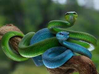 Potrait Blue insularis and Trimeresurus albolabris closeup on branch, Indonesian viper snake closeup, 15 September 2024 Indonesia