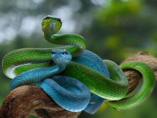 Potrait Blue insularis and Trimeresurus albolabris closeup on branch, Indonesian viper snake closeup, 15 September 2024 Indonesia