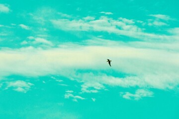Seagull flying among the fairytale clouds on the blue sky.
