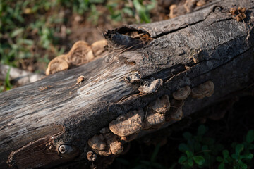 Full batch of tinder fungus grown on a rotten tree stump.