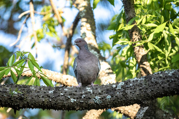 Largest wild pigeon in South America