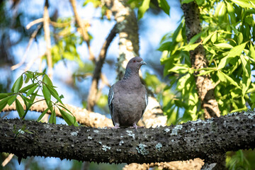 Largest wild pigeon in South America