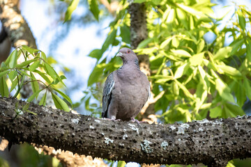 Largest wild pigeon in South America