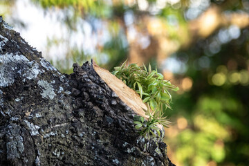 Tree branch sawn off and sprouting new green shoots