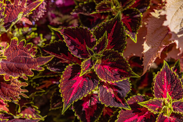 red and yellow leaves