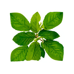 fresh mint leaves