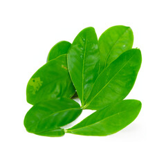 green leaves isolated on white