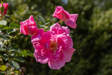 pink rose bush