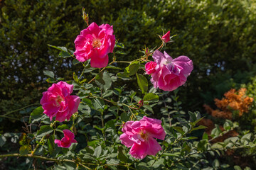 pink roses in the garden
