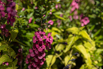 flowers in the garden