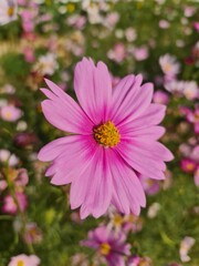 Obraz premium pink flower