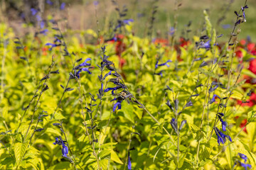 Bumble bee on prairie