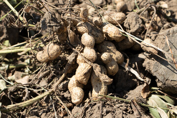 Peanut nuts in a field after harvesting in September