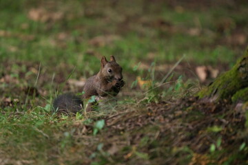 松ぼっくりを食べる若いエゾリス