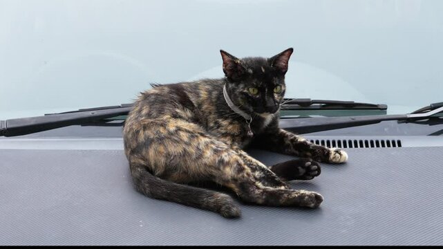 Black house cat with stripes lie down and rest on the hood of a car in the garden.