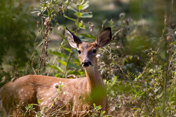 The white-tailed deer or Virginia deer (Odocoileus virginianus) Natural scene from  Wisconsin state forest